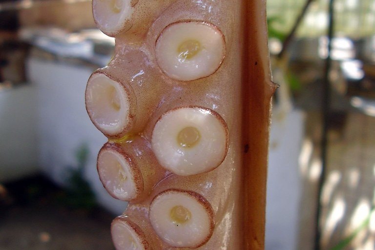 章魚