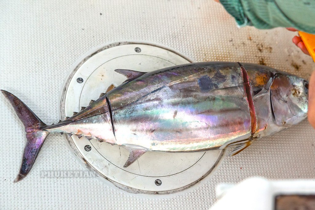 鮪魚